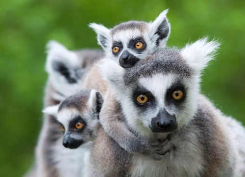 PAPHOS ZOO